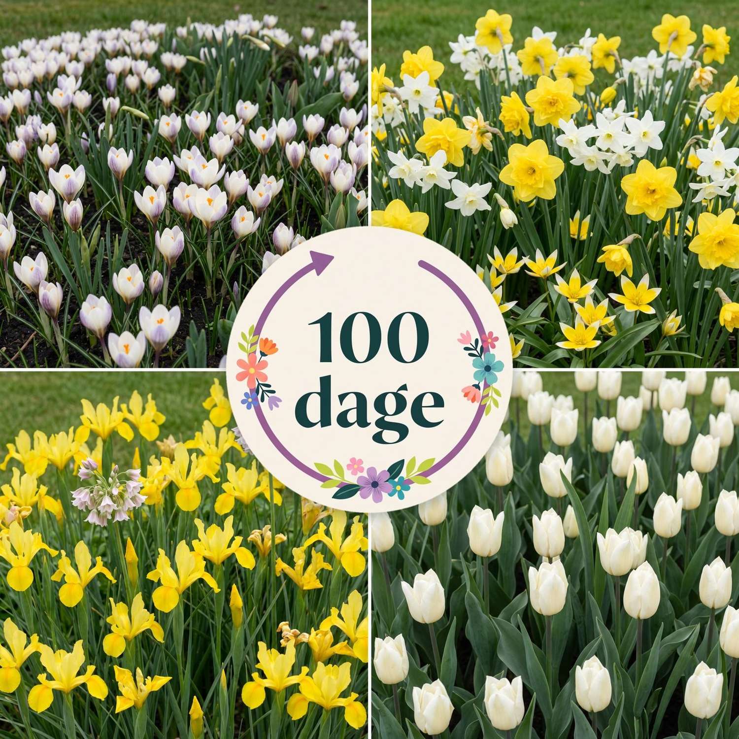 Færdigbed '100 dage – gul & hvid' (1 m²)